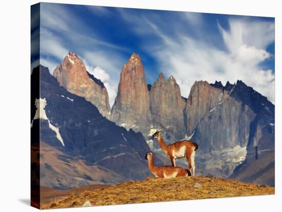 Guanaco in Torres Del Paine National Park, Patagonia, Chile-Dmitry Pichugin-Stretched Canvas