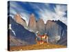 Guanaco in Torres Del Paine National Park, Patagonia, Chile-Dmitry Pichugin-Stretched Canvas