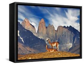 Guanaco in Torres Del Paine National Park, Patagonia, Chile-Dmitry Pichugin-Framed Stretched Canvas