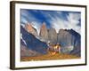 Guanaco in Torres Del Paine National Park, Patagonia, Chile-Dmitry Pichugin-Framed Photographic Print