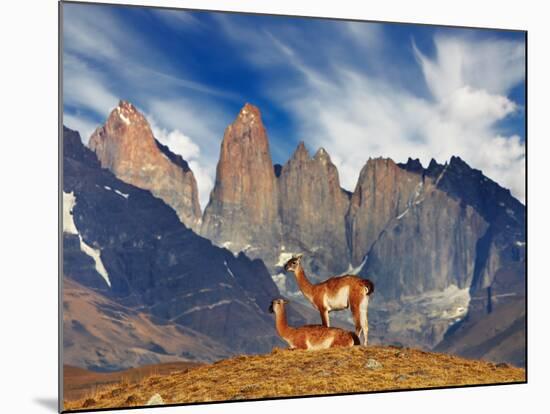 Guanaco in Torres Del Paine National Park, Patagonia, Chile-Dmitry Pichugin-Mounted Photographic Print