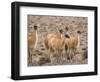 Guanaco (Lama guanicoe), National Park Los Cardones near Cachi. Argentina-Martin Zwick-Framed Photographic Print