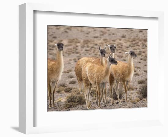 Guanaco (Lama guanicoe), National Park Los Cardones near Cachi. Argentina-Martin Zwick-Framed Photographic Print