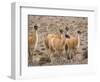 Guanaco (Lama guanicoe), National Park Los Cardones near Cachi. Argentina-Martin Zwick-Framed Photographic Print