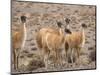 Guanaco (Lama guanicoe), National Park Los Cardones near Cachi. Argentina-Martin Zwick-Mounted Photographic Print