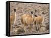 Guanaco (Lama guanicoe), National Park Los Cardones near Cachi. Argentina-Martin Zwick-Framed Stretched Canvas