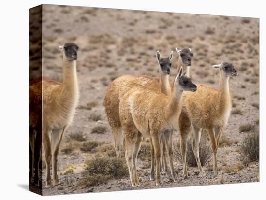 Guanaco (Lama guanicoe), National Park Los Cardones near Cachi. Argentina-Martin Zwick-Stretched Canvas