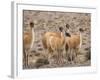 Guanaco (Lama guanicoe), National Park Los Cardones near Cachi. Argentina-Martin Zwick-Framed Photographic Print