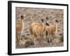 Guanaco (Lama guanicoe), National Park Los Cardones near Cachi. Argentina-Martin Zwick-Framed Photographic Print