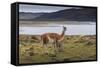 Guanaco (Lama Guanicoe) on Lake Foreshore,Torres Del Paine National Park, Patagonia-Eleanor Scriven-Framed Stretched Canvas