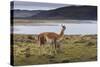 Guanaco (Lama Guanicoe) on Lake Foreshore,Torres Del Paine National Park, Patagonia-Eleanor Scriven-Stretched Canvas