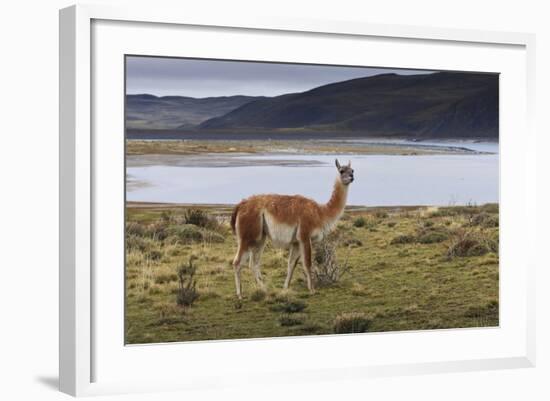 Guanaco (Lama Guanicoe) on Lake Foreshore,Torres Del Paine National Park, Patagonia-Eleanor Scriven-Framed Photographic Print