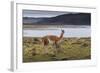 Guanaco (Lama Guanicoe) on Lake Foreshore,Torres Del Paine National Park, Patagonia-Eleanor Scriven-Framed Photographic Print