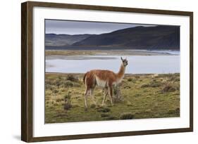 Guanaco (Lama Guanicoe) on Lake Foreshore,Torres Del Paine National Park, Patagonia-Eleanor Scriven-Framed Photographic Print