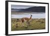 Guanaco (Lama Guanicoe) on Lake Foreshore,Torres Del Paine National Park, Patagonia-Eleanor Scriven-Framed Photographic Print