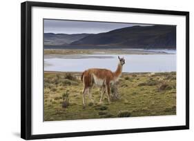 Guanaco (Lama Guanicoe) on Lake Foreshore,Torres Del Paine National Park, Patagonia-Eleanor Scriven-Framed Photographic Print