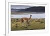 Guanaco (Lama Guanicoe) on Lake Foreshore,Torres Del Paine National Park, Patagonia-Eleanor Scriven-Framed Photographic Print