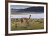 Guanaco (Lama Guanicoe) on Lake Foreshore,Torres Del Paine National Park, Patagonia-Eleanor Scriven-Framed Photographic Print