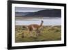 Guanaco (Lama Guanicoe) on Lake Foreshore,Torres Del Paine National Park, Patagonia-Eleanor Scriven-Framed Photographic Print