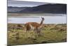 Guanaco (Lama Guanicoe) on Lake Foreshore,Torres Del Paine National Park, Patagonia-Eleanor Scriven-Mounted Photographic Print