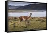 Guanaco (Lama Guanicoe) on Lake Foreshore,Torres Del Paine National Park, Patagonia-Eleanor Scriven-Framed Stretched Canvas