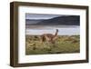 Guanaco (Lama Guanicoe) on Lake Foreshore,Torres Del Paine National Park, Patagonia-Eleanor Scriven-Framed Photographic Print