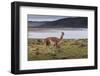 Guanaco (Lama Guanicoe) on Lake Foreshore,Torres Del Paine National Park, Patagonia-Eleanor Scriven-Framed Photographic Print