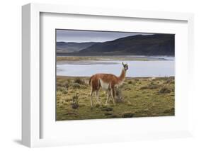 Guanaco (Lama Guanicoe) on Lake Foreshore,Torres Del Paine National Park, Patagonia-Eleanor Scriven-Framed Photographic Print