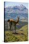 Guanaco (Lama Guanicoe), Torres Del Paine National Park, Patagonia, Chile, South America-Michael Runkel-Stretched Canvas