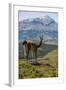 Guanaco (Lama Guanicoe), Torres Del Paine National Park, Patagonia, Chile, South America-Michael Runkel-Framed Photographic Print