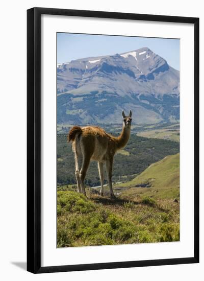 Guanaco (Lama Guanicoe), Torres Del Paine National Park, Patagonia, Chile, South America-Michael Runkel-Framed Photographic Print