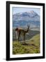 Guanaco (Lama Guanicoe), Torres Del Paine National Park, Patagonia, Chile, South America-Michael Runkel-Framed Photographic Print