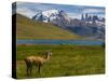 Guanaco (Lama Guanicoe), Torres Del Paine National Park, Patagonia, Chile, South America-Michael Runkel-Stretched Canvas