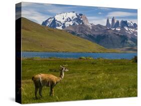 Guanaco (Lama Guanicoe), Torres Del Paine National Park, Patagonia, Chile, South America-Michael Runkel-Stretched Canvas