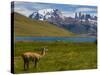 Guanaco (Lama Guanicoe), Torres Del Paine National Park, Patagonia, Chile, South America-Michael Runkel-Stretched Canvas