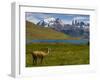 Guanaco (Lama Guanicoe), Torres Del Paine National Park, Patagonia, Chile, South America-Michael Runkel-Framed Premium Photographic Print