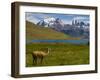 Guanaco (Lama Guanicoe), Torres Del Paine National Park, Patagonia, Chile, South America-Michael Runkel-Framed Photographic Print