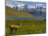 Guanaco (Lama Guanicoe), Torres Del Paine National Park, Patagonia, Chile, South America-Michael Runkel-Mounted Photographic Print