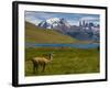 Guanaco (Lama Guanicoe), Torres Del Paine National Park, Patagonia, Chile, South America-Michael Runkel-Framed Photographic Print