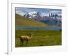 Guanaco (Lama Guanicoe), Torres Del Paine National Park, Patagonia, Chile, South America-Michael Runkel-Framed Photographic Print