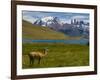 Guanaco (Lama Guanicoe), Torres Del Paine National Park, Patagonia, Chile, South America-Michael Runkel-Framed Photographic Print