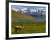 Guanaco (Lama Guanicoe), Torres Del Paine National Park, Patagonia, Chile, South America-Michael Runkel-Framed Photographic Print