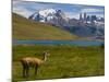 Guanaco (Lama Guanicoe), Torres Del Paine National Park, Patagonia, Chile, South America-Michael Runkel-Mounted Photographic Print