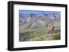 Guanaco (Lama Guanicoe), Torres Del Paine National Park, Patagonia, Chile, South America-Michael Runkel-Framed Photographic Print