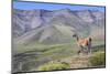 Guanaco (Lama Guanicoe), Torres Del Paine National Park, Patagonia, Chile, South America-Michael Runkel-Mounted Photographic Print