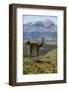 Guanaco (Lama Guanicoe), Torres Del Paine National Park, Patagonia, Chile, South America-Michael Runkel-Framed Photographic Print