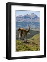 Guanaco (Lama Guanicoe), Torres Del Paine National Park, Patagonia, Chile, South America-Michael Runkel-Framed Photographic Print