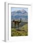 Guanaco (Lama Guanicoe), Torres Del Paine National Park, Patagonia, Chile, South America-Michael Runkel-Framed Photographic Print