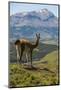 Guanaco (Lama Guanicoe), Torres Del Paine National Park, Patagonia, Chile, South America-Michael Runkel-Mounted Photographic Print