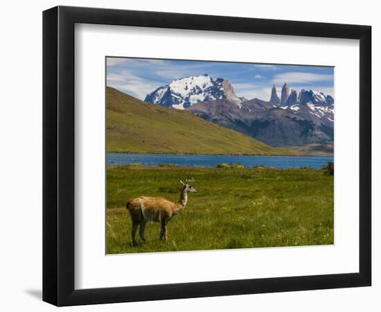 Guanaco (Lama Guanicoe), Torres Del Paine National Park, Patagonia, Chile, South America-Michael Runkel-Framed Photographic Print